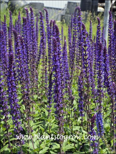 Caradonna' Meadow sage (Salvia nemerosa) 
Plants potted for sale.